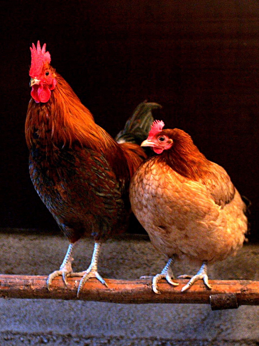 Chicken — UK farm animal health guides